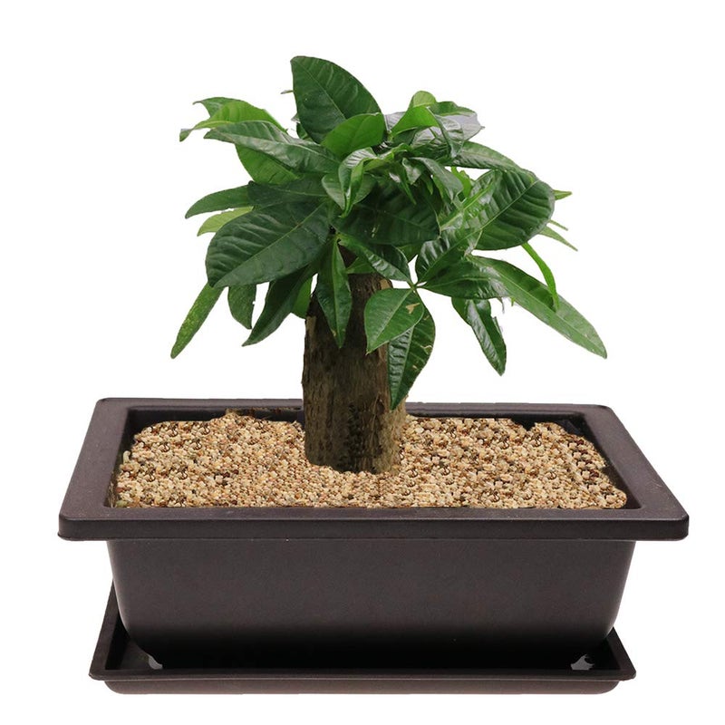 MUZHI 6PCS/Pack Retro Style Basin Larger Plastic Flower Pot Planters 9 Inch Bonsai Plant Bowl Nursery Pots Plastic Bonsai Training Pots Rectangle Large - Image 4